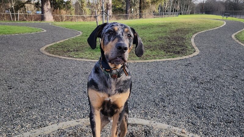Vance Creek Dog Park - US, WA