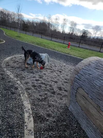 Vance Creek Dog Park - US, WA