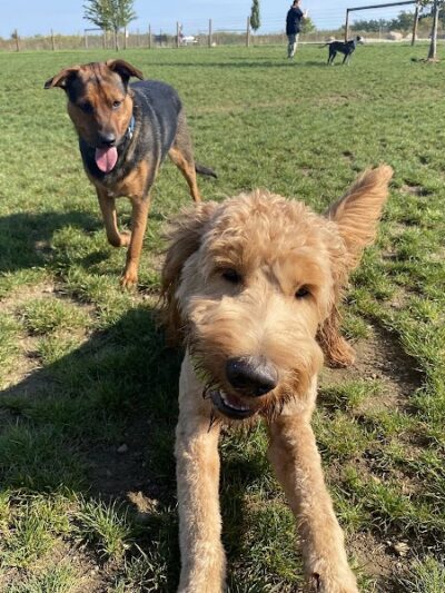 Uxbridge Dog Park - Uxbridge, MA