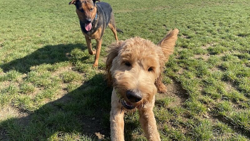 Uxbridge Dog Park - Uxbridge, MA