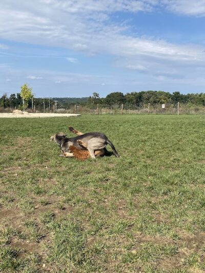 Uxbridge Dog Park - Uxbridge, MA