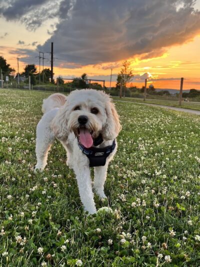 Uxbridge Dog Park - Uxbridge, MA