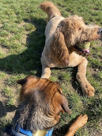 Uxbridge Dog Park - Uxbridge, MA