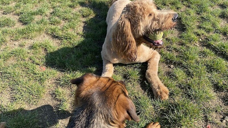 Uxbridge Dog Park - Uxbridge, MA