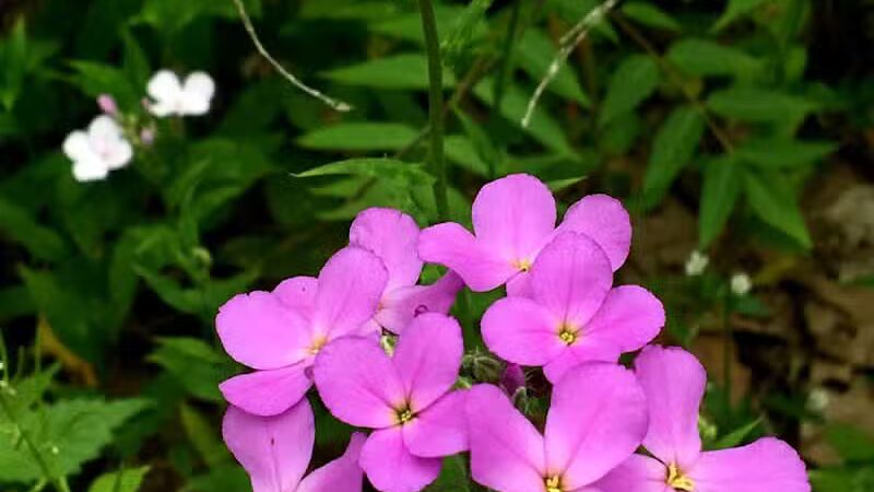 Pachaquack Preserve - Valatie, NY