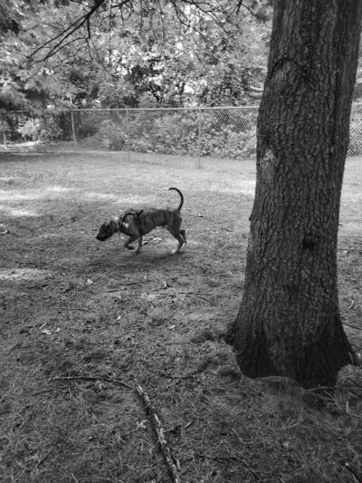 Volunteer Park - Valatie, NY