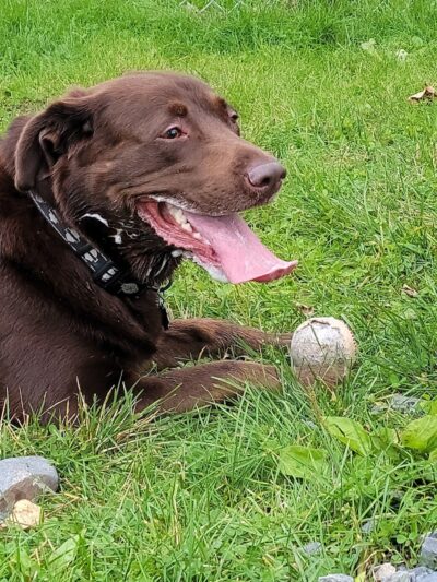 Valdez Dog Park - Valdez, AK