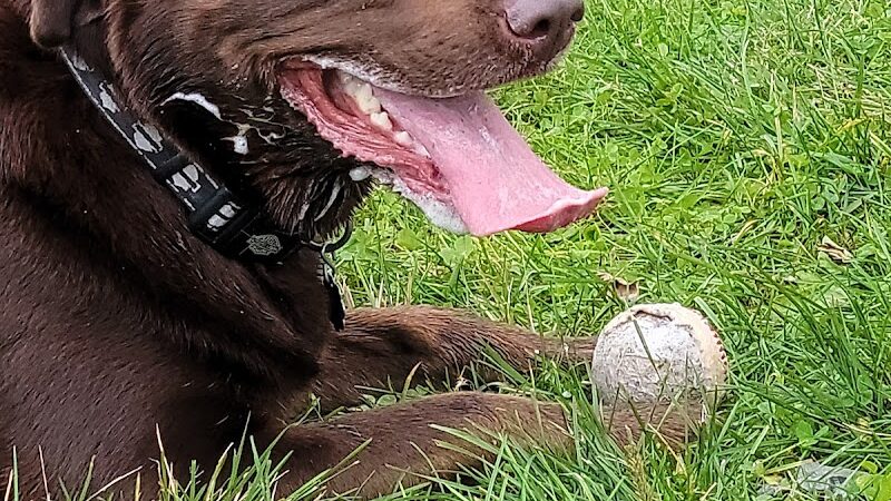 Valdez Dog Park - Valdez, AK