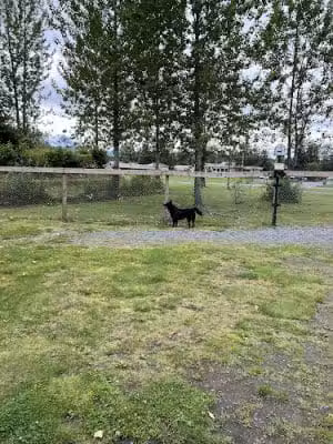Valdez Dog Park - Valdez, AK