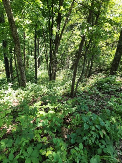 Johnson Trail - Valmeyer, IL