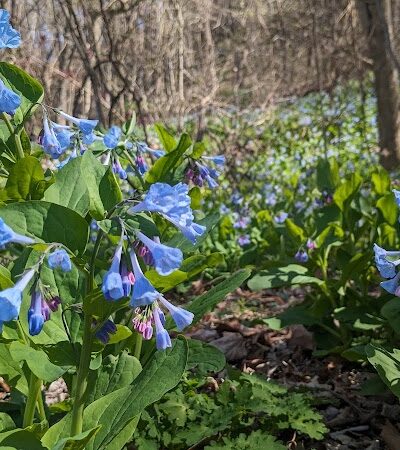 Salt Lick Point and Water Reserve Trailhead - Valmeyer, IL