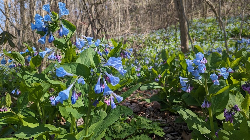 Salt Lick Point and Water Reserve Trailhead - Valmeyer, IL