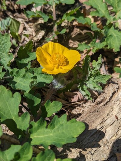 Salt Lick Point and Water Reserve Trailhead - Valmeyer, IL