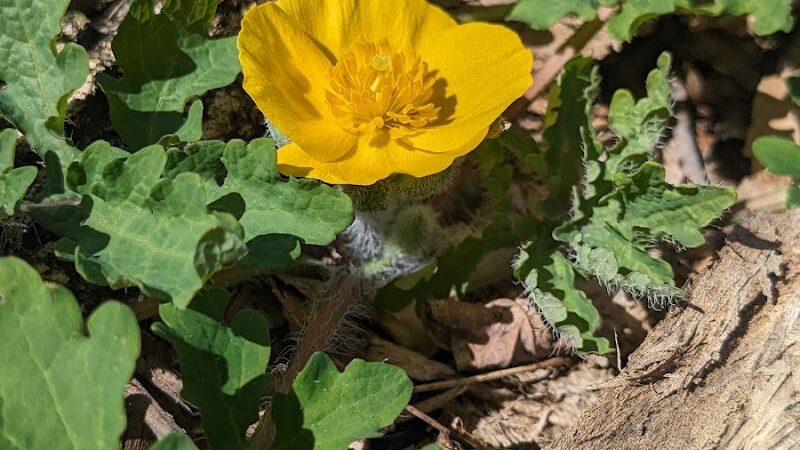Salt Lick Point and Water Reserve Trailhead - Valmeyer, IL