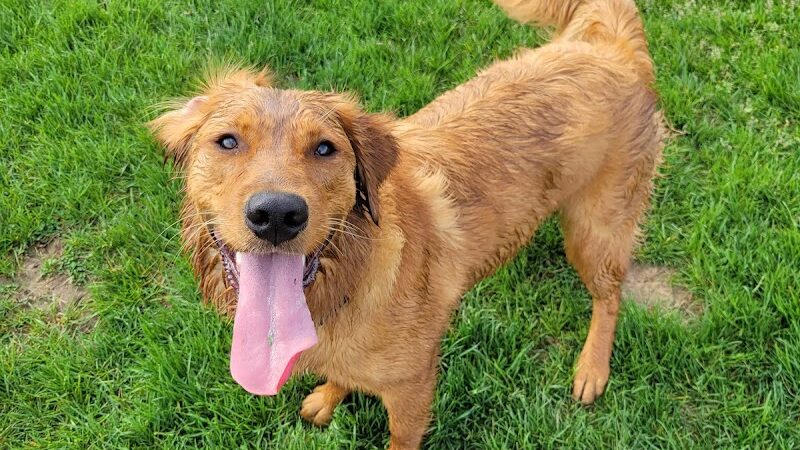 Royal Acres Country Club - Valparaiso, IN