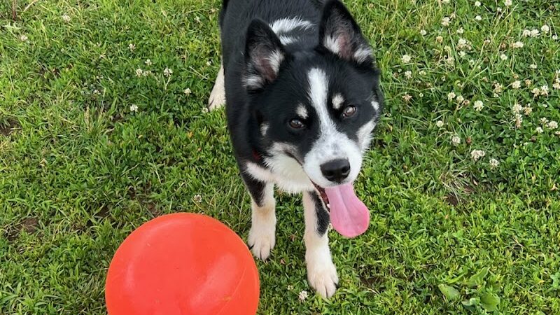 Royal Acres Country Club - Valparaiso, IN