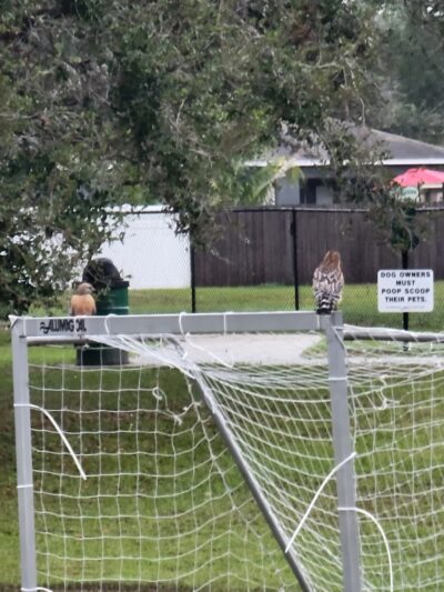 Buckhorn Park - Valrico, FL