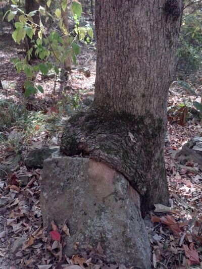 Colley Park - Van Buren, AR