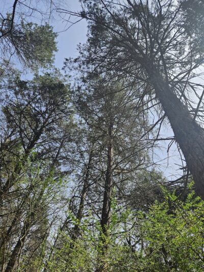 Peer Park - Van Buren, AR