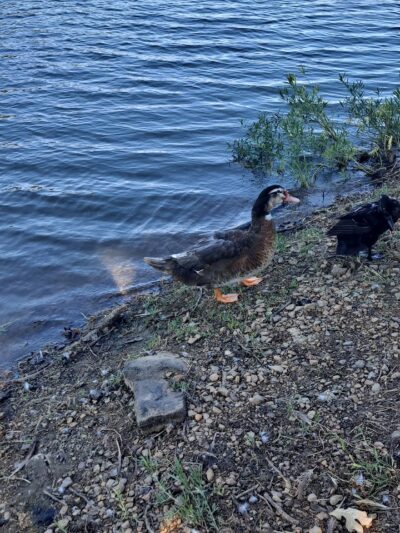 Playground - Van Buren, AR