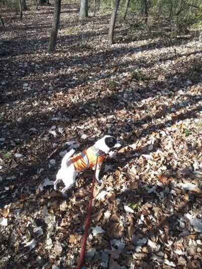 Van Dyne Lions Community Park & Playground - Van Dyne, WI
