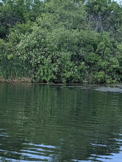 Badger Creek State Recreation Area - Van Meter, IA