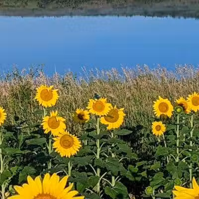 Badger Creek State Recreation Area - Van Meter, IA