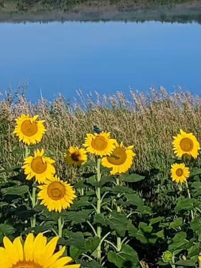 Badger Creek State Recreation Area - Van Meter, IA