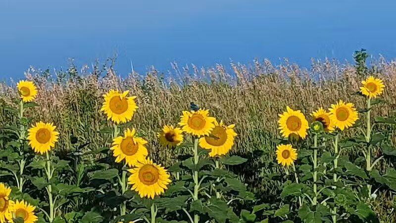 Badger Creek State Recreation Area - Van Meter, IA