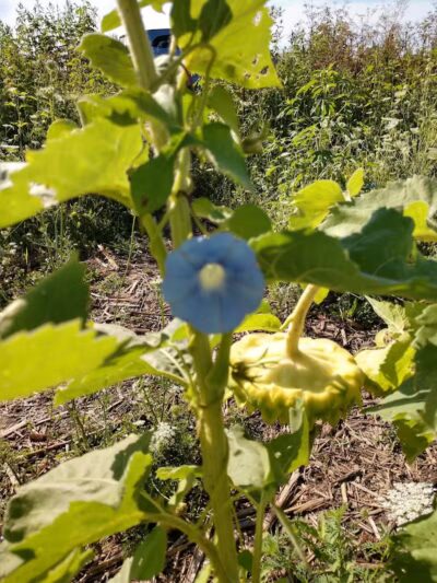 Badger Creek State Recreation Area - Van Meter, IA