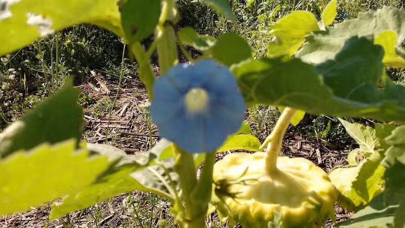 Badger Creek State Recreation Area - Van Meter, IA