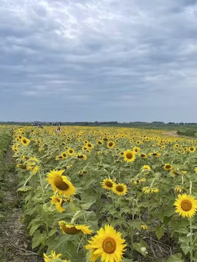 Badger Creek State Recreation Area - Van Meter, IA