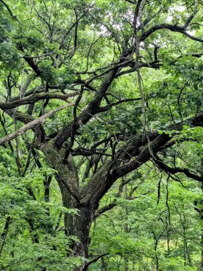 Trindle Park - Van Meter, IA