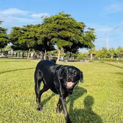 Vero Beach Dog Park - Vero Beach, FL