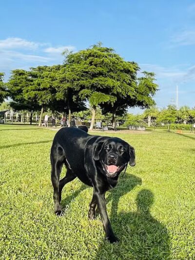 Vero Beach Dog Park - Vero Beach, FL