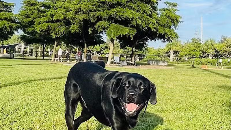 Vero Beach Dog Park - Vero Beach, FL