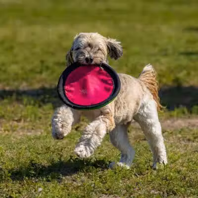 Vero Beach Dog Park - Vero Beach, FL