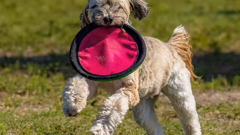 Vero Beach Dog Park - Vero Beach, FL