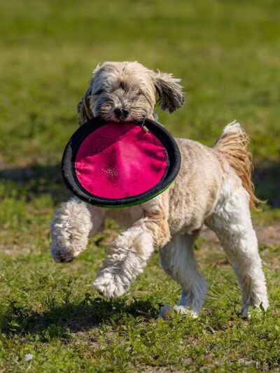 Vero Beach Dog Park - Vero Beach, FL