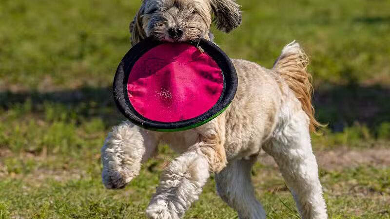 Vero Beach Dog Park - Vero Beach, FL