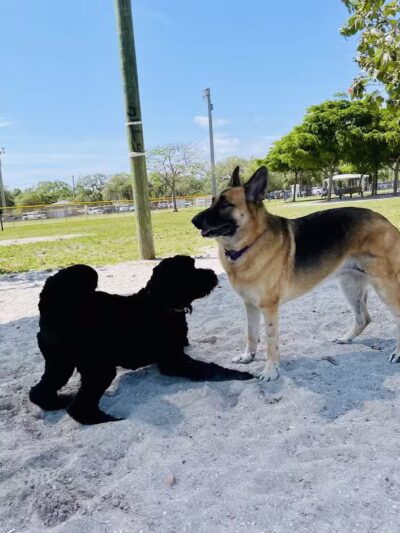 Vero Beach Dog Park - Vero Beach, FL