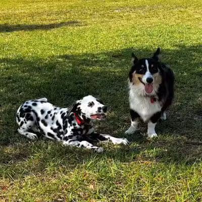 Vero Beach Dog Park - Vero Beach, FL