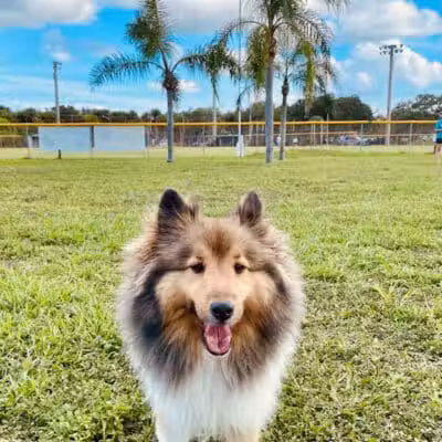 Vero Beach Dog Park - Vero Beach, FL