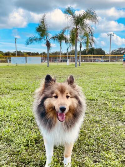 Vero Beach Dog Park - Vero Beach, FL