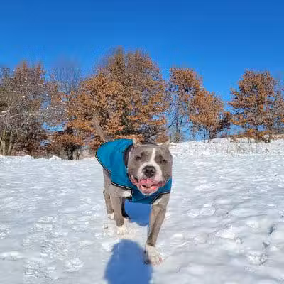 Prairie Moraine Dog Park - Verona, WI