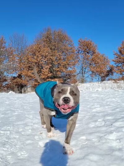 Prairie Moraine Dog Park - Verona, WI