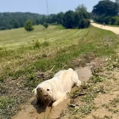 Prairie Moraine Dog Park - Verona, WI
