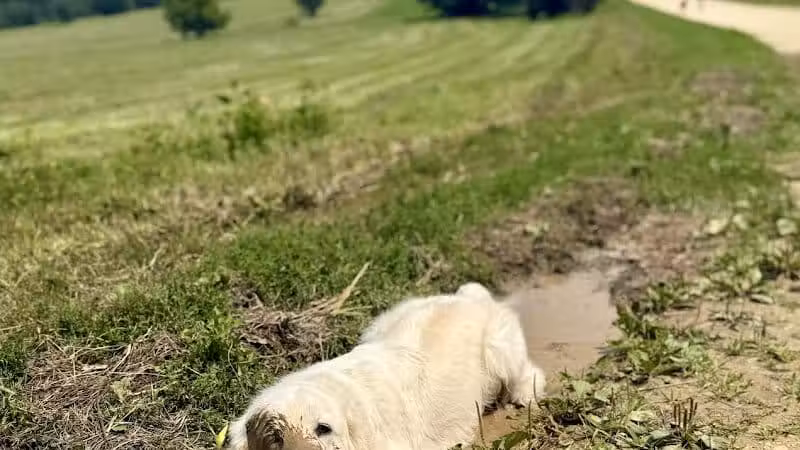 Prairie Moraine Dog Park - Verona, WI