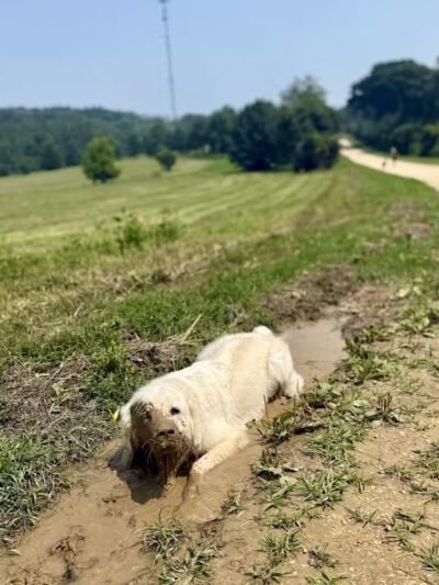 Prairie Moraine Dog Park - Verona, WI