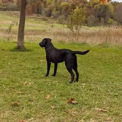 Prairie Moraine Dog Park - Verona, WI